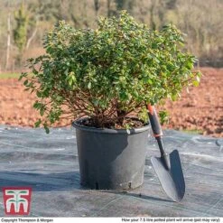 Rhododendron 'Rustica Hybrid Red' (Azalea Group) 8 Rhododendron 'Rustica Hybrid Red' (Azalea Group) -Greenworld Zone AZAL WKB9204 L