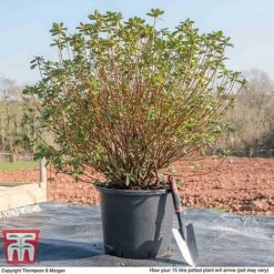 Rhododendron 'Rustica Hybrid Red' (Azalea Group) 9 Rhododendron 'Rustica Hybrid Red' (Azalea Group) -Greenworld Zone AZAL WKB9204 M