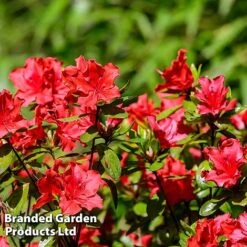 Azalea 'Japanese Red' -Greenworld Zone AZAL JAPANRED L46444