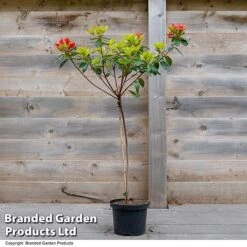 Azalea 'Japanese Red' -Greenworld Zone AZAL JAPRED2L U39304
