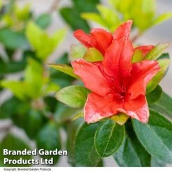 Azalea 'Japanese Red' -Greenworld Zone AZAL STDJAPRED U39305