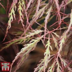 Acer Palmatum 'Crimson Queen' 5 Acer Palmatum 'Crimson Queen' -Greenworld Zone Acer crimson