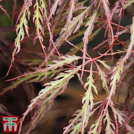 Acer Palmatum 'Crimson Queen' 3 Acer Palmatum 'Crimson Queen' - Image 3