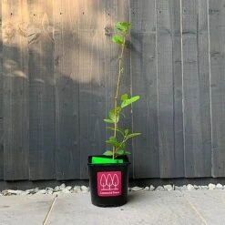 Alder Tree (Alnus Glutinosa) Grown By Cotswold Trees -Greenworld Zone Alder