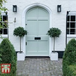 Laurus Nobilis (Standard) -Greenworld Zone BAYT T44505 B