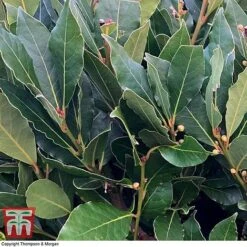Laurus Nobilis (Standard) -Greenworld Zone BAYT T44505 D