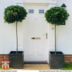 Laurus Nobilis (Standard) -Greenworld Zone BAYT T44505 E1