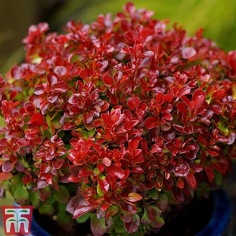 Berberis Thunbergii 'Lutin Rouge' 2 Berberis Thunbergii 'Lutin Rouge' - Image 2