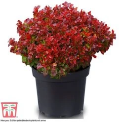 Berberis Thunbergii 'Lutin Rouge' 7 Berberis Thunbergii 'Lutin Rouge' -Greenworld Zone BERB KB0073 D