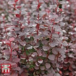 Berberis Trio -Greenworld Zone BERB KB0726 C