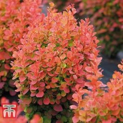 Berberis Trio -Greenworld Zone BERB KB0726 D