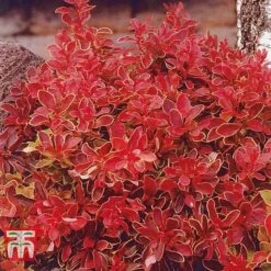 Berberis Thunbergii F. Atropurpurea 'Admiration' -Greenworld Zone BERB T58093 C