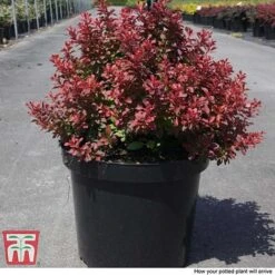 Berberis Thunbergii F. Atropurpurea 'Admiration' -Greenworld Zone BERB T58093 D