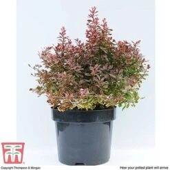 Berberis Thunbergii F. Atropurpurea 'Admiration' -Greenworld Zone BERB T58093 E