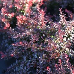 Berberis Thunbergii F. Atropurpurea 'Atropurpurea Nana' -Greenworld Zone BERB T63595 B h