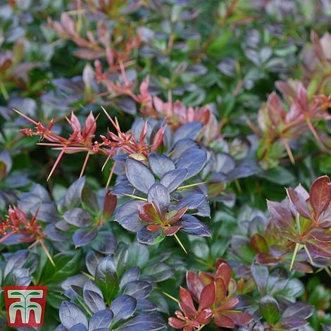 Berberis X Media 'Red Jewel' 2 Berberis X Media 'Red Jewel' - Image 2