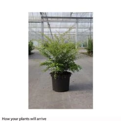 Berberis Thunbergii 'Golden Dream' 5 Berberis Thunbergii 'Golden Dream' -Greenworld Zone BERB T66069 B h