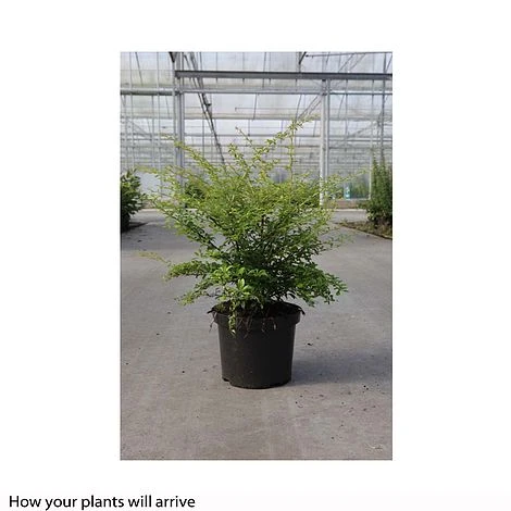 Berberis Thunbergii 'Golden Dream' 3 Berberis Thunbergii 'Golden Dream' - Image 3