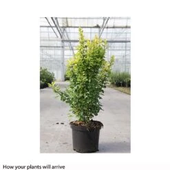 Berberis Thunbergii 'Golden Rocket' -Greenworld Zone BERB T66070 B h