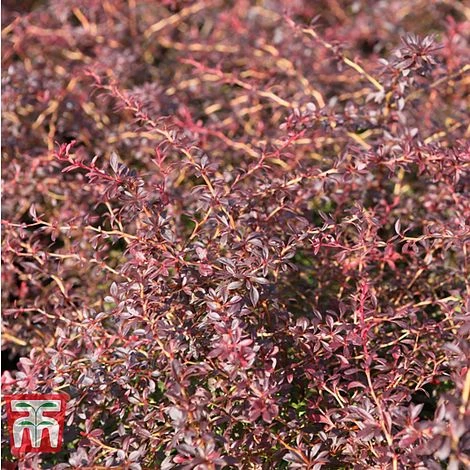 Berberis Thunbergii 'Orange Dream' 1 Berberis Thunbergii 'Orange Dream'