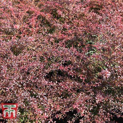 Berberis Thunbergii 'Orange Dream' 2 Berberis Thunbergii 'Orange Dream' - Image 2