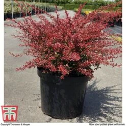 Berberis Thunbergii 'Orange Dream' 6 Berberis Thunbergii 'Orange Dream' -Greenworld Zone BERB T66075 C