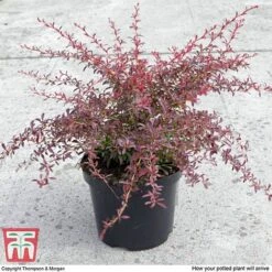 Berberis Thunbergii 'Orange Dream' 7 Berberis Thunbergii 'Orange Dream' -Greenworld Zone BERB T66075 D