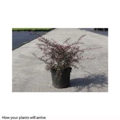 Berberis Thunbergii 'Red Dream' -Greenworld Zone BERB T66076 B h