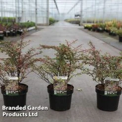 Berberis Thunbergii 'Natasza'