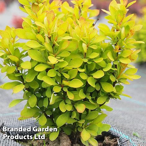 Berberis Thunbergii 'Summer Sunset' 1 Berberis Thunbergii 'Summer Sunset'