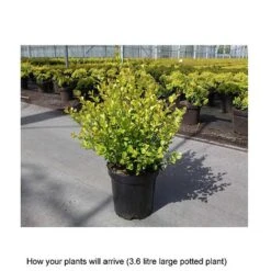 Betula Nana 'Golden Treasure' -Greenworld Zone BETU T67864 B h