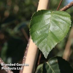 Betula Utilis 'Jacquemontii' 5 Betula Utilis 'Jacquemontii' -Greenworld Zone BETU JACQUEMON S45258