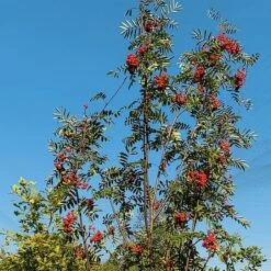 Rowan Tree (Sorbus Aucuparia) Grown By Cotswold Trees -Greenworld Zone BF40B470 F5E1 40FA AB6B F64807972CFE