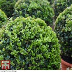 Box Ball -Greenworld Zone BOXU 4707 A1