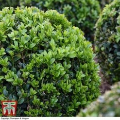 Box Ball -Greenworld Zone BOXU 4707 A2