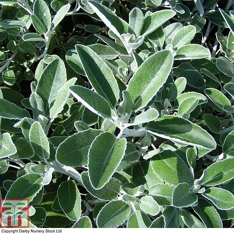 Brachyglottis 'Drysdale' 1 Brachyglottis 'Drysdale'