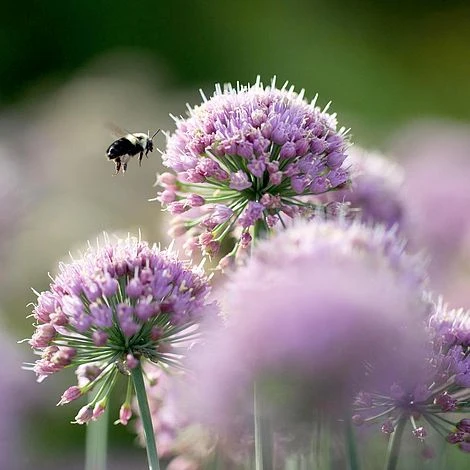 Allium 'Quattro' 1 Allium 'Quattro'