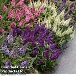 Buddleja 'Butterfly Candy' Collection -Greenworld Zone BUDD CANDY B