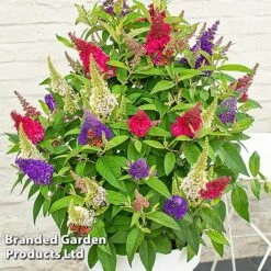 Buddleja 'Butterfly Candy' Collection -Greenworld Zone BUDD CANDY D