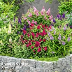 Buddleja 'Butterfly Candy' Collection -Greenworld Zone BUDD CANDY F