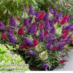 Buddleja 'Butterfly Candy' Collection -Greenworld Zone BUDD CANDY G