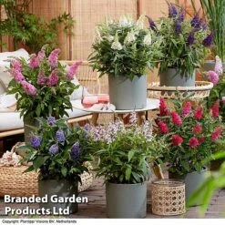 Buddleja 'Butterfly Candy' Collection -Greenworld Zone BUDD CANDY H