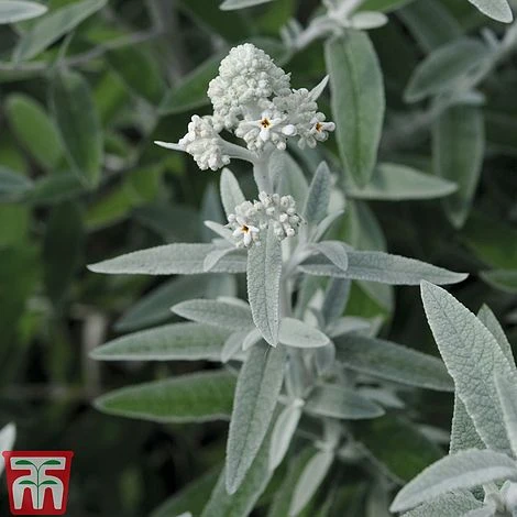 Buddleja 'Silver Anniversary' 1 Buddleja 'Silver Anniversary'