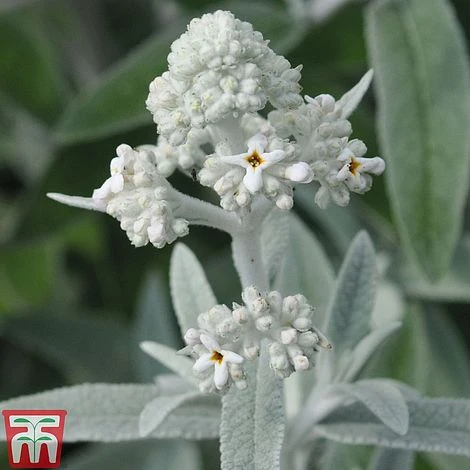 Buddleja 'Silver Anniversary' 2 Buddleja 'Silver Anniversary' - Image 2