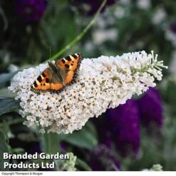 Buddleja 'Buzz® Trio Collection' 7 Buddleja 'Buzz® Trio Collection' -Greenworld Zone BUDD TKA1011 C1