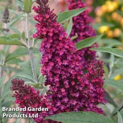 Buddleja 'Buzz® Trio Collection' 8 Buddleja 'Buzz® Trio Collection' -Greenworld Zone BUDD TKA1011 D1