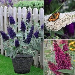 Buddleja 'Buzz® Trio Collection' 9 Buddleja 'Buzz® Trio Collection' -Greenworld Zone BUDD TKA1011 NOW3
