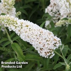 Buddleja Davidii 'White Profusion' 9 Buddleja Davidii 'White Profusion' -Greenworld Zone BUDD WHITEPROF S23801