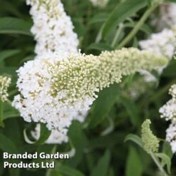 Buddleja Davidii 'White Profusion' 10 Buddleja Davidii 'White Profusion' -Greenworld Zone BUDD WHITEPROF S23802