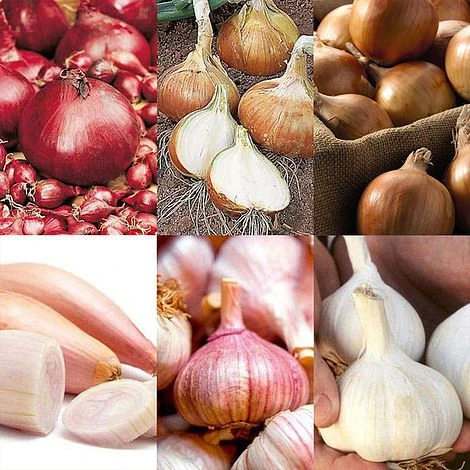 Bumper Autumn Planting Onion/Garlic/Shallot Collection 1 Bumper Autumn Planting Onion/Garlic/Shallot Collection